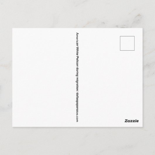 移住するアメリカのホワイトペリカン ポストカード (裏面)