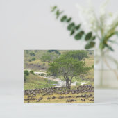 移住の間に大規模な野生動物の群れ ポストカード (スタンド正面)