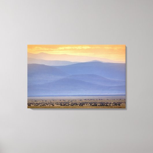 移住の間に最も激しく、Connochaetes キャンバスプリント (正面)