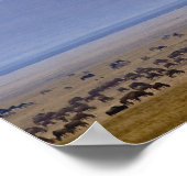 移住の間に最も激しく、Connochaetes ポスター (角)