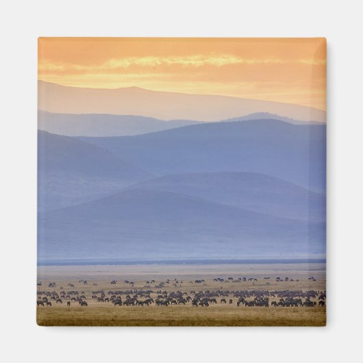 移住の間に最も激しく、Connochaetes マグネット (正面)