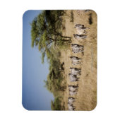 移住ゼブラ，タンザニア マグネット (縦)