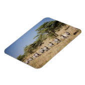 移住ゼブラ，タンザニア マグネット (左側)