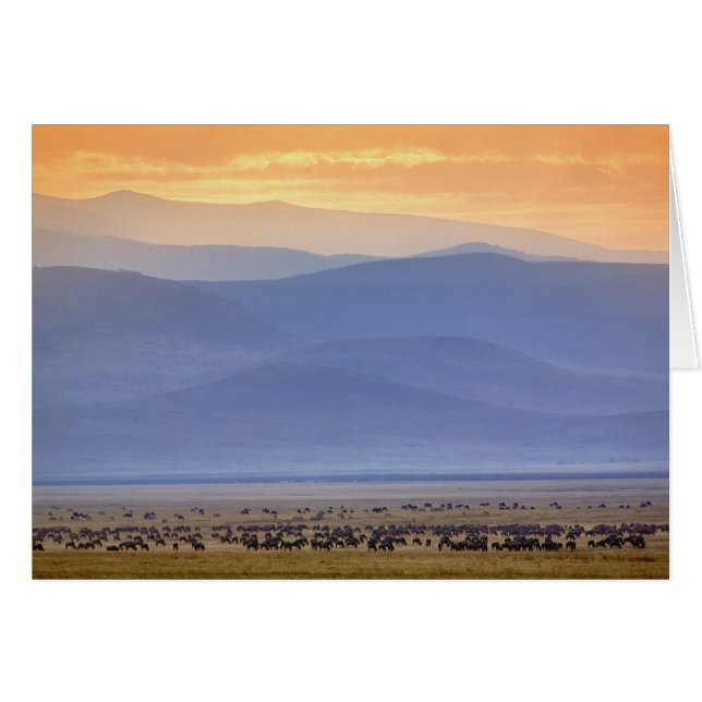 移住中のWildebeest、Connochaetes (正面横)