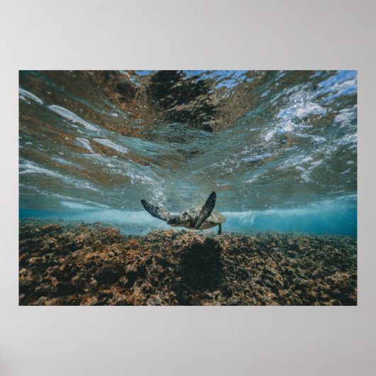 移動している亀 ポスター (正面)