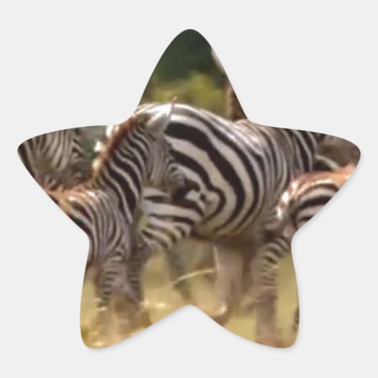 移動するシマウマたち:千マイルの旅 星シール (正面)