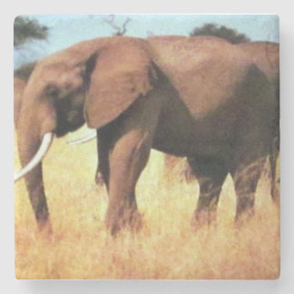 移動野生生物のスクエア紙海岸の象 ストーンコースター