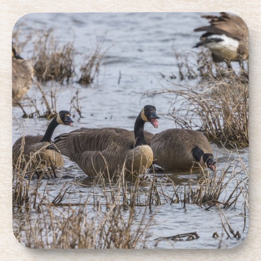 移動 コースター (正面)