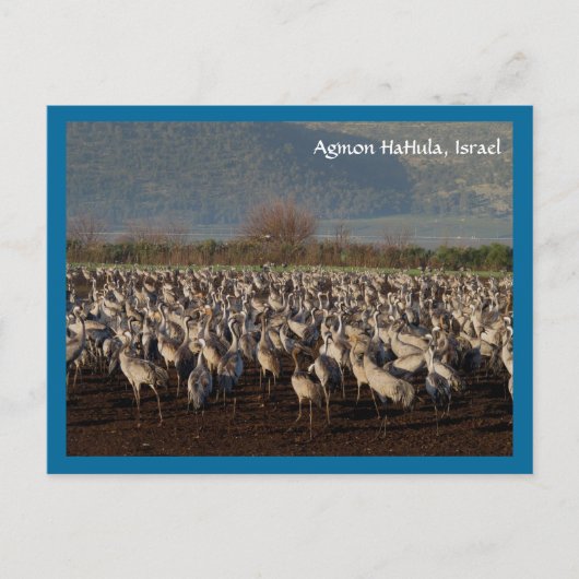 移行する鳥はがき ポストカード (正面)