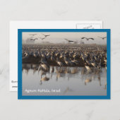 移行する鳥はがき ポストカード (正面/裏面)