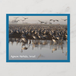 移行する鳥はがき ポストカード