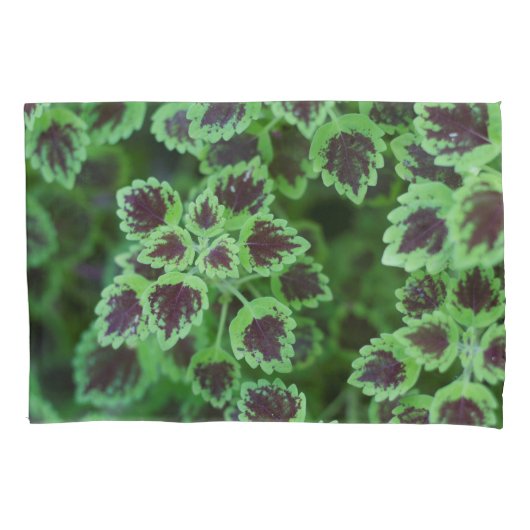 種々のコレウスの葉を打つ 枕カバー (正面)