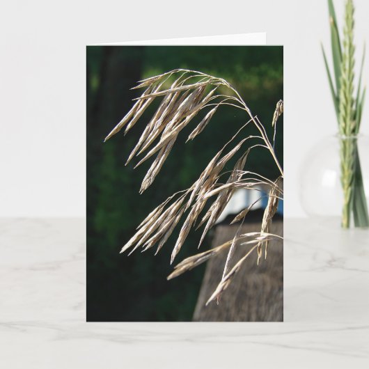 種に行った草 カード (正面)