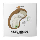 種の内部(Dicotyledonの豆の種の解剖学) タイル (正面)