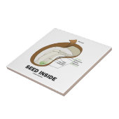 種の内部(Dicotyledonの豆の種の解剖学) タイル (側面)