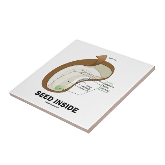 種の内部(Dicotyledonの豆の種の解剖学) タイル (側面)