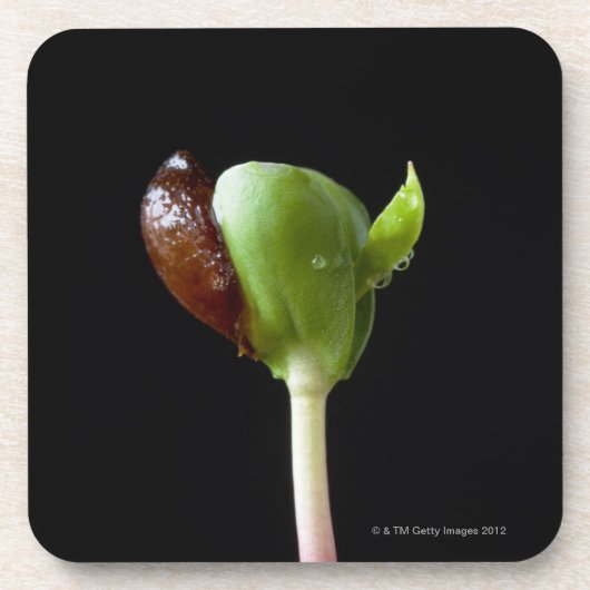 種の貝を持つAppleの実生植物 コースター (正面)