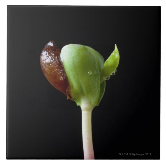 種の貝を持つAppleの実生植物 タイル (正面)