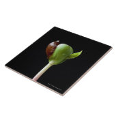 種の貝を持つAppleの実生植物 タイル (側面)