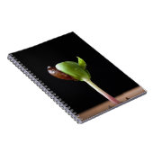 種の貝を持つAppleの実生植物 ノートブック (右側)