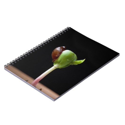 種の貝を持つAppleの実生植物 ノートブック (左側)