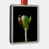 種の貝を持つAppleの実生植物 メタルオーナメント (右)