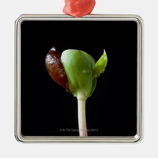 種の貝を持つAppleの実生植物 メタルオーナメント (正面)