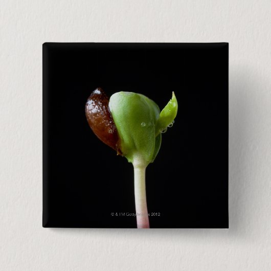 種の貝を持つAppleの実生植物 缶バッジ (正面)