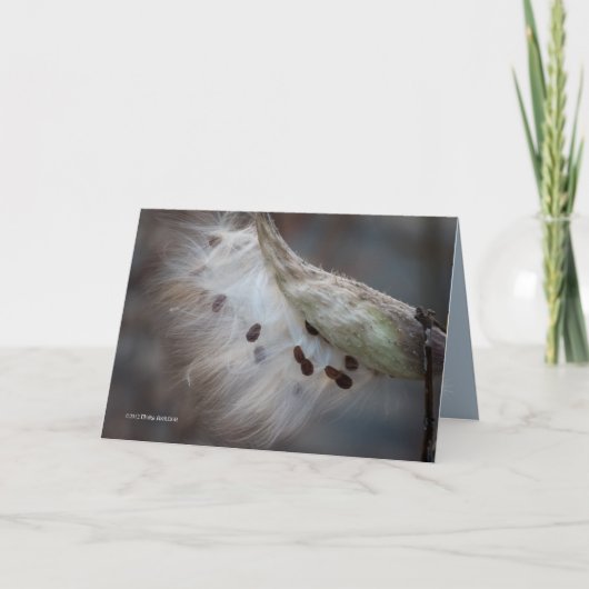 種子4明日 カード (正面)