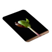 種殻のあるリンゴの苗 マグネット (右側)