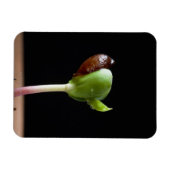 種殻のあるリンゴの苗 マグネット (横)