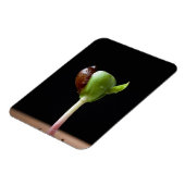 種殻のあるリンゴの苗 マグネット (左側)