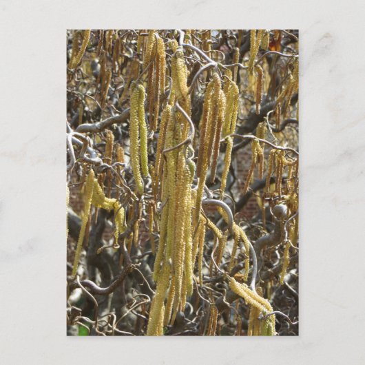 種鞘 ポストカード (正面)