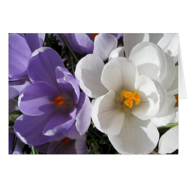 種類の2 (正面横)