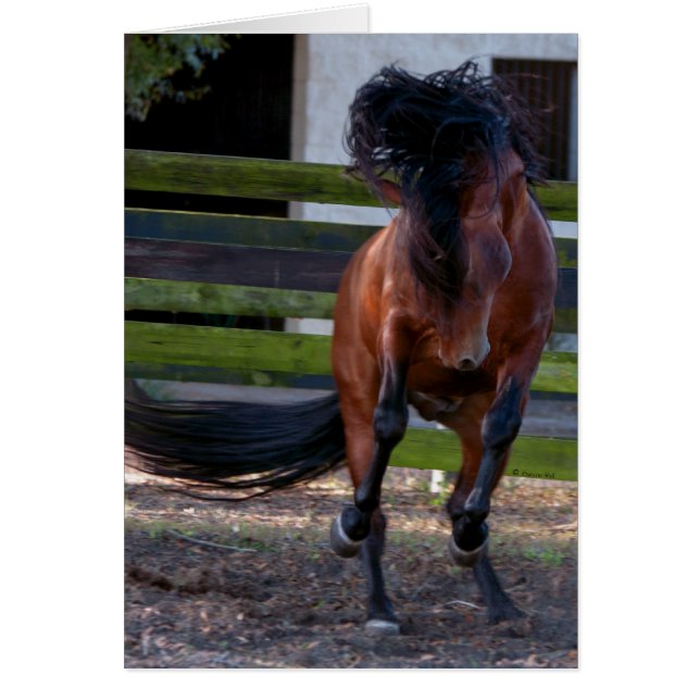 種馬の演劇 (正面)