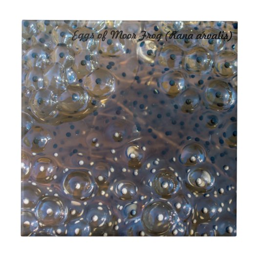 種: 卵はのカエルを繋ぎ止めます タイル (正面)