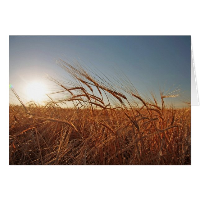 穀物の分野 (正面横)