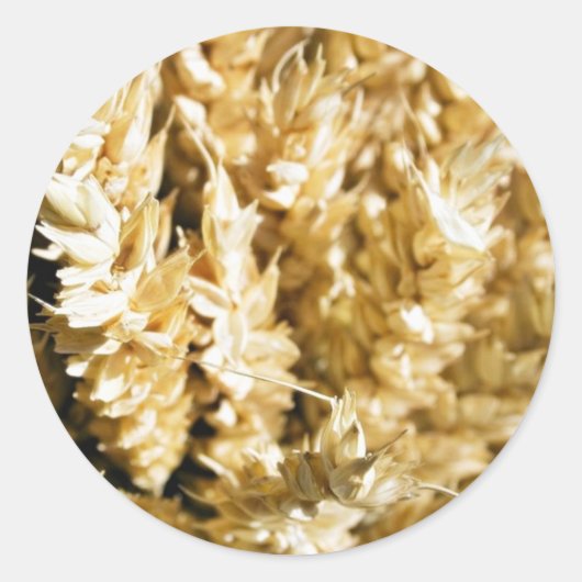 穀物植物種子 ラウンドシール (正面)