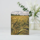 穀物畑 ポストカード (スタンド正面)