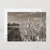 穀物畑 ポストカード (正面/裏面)