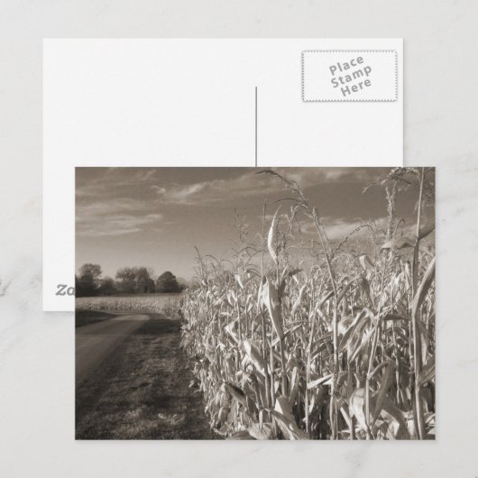 穀物畑 ポストカード (正面/裏面)