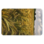 穀物畑 マグネット (横)