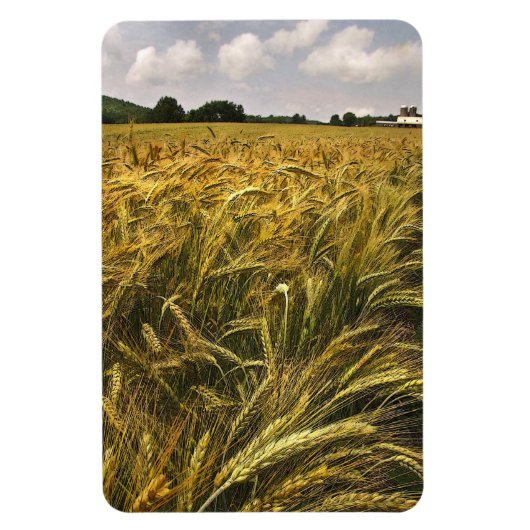 穀物畑 マグネット (縦)
