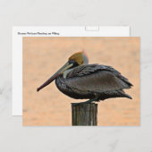 積み重ねている茶色のペリカン ポストカード (正面/裏面)