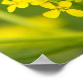 穏やかで可愛い黄色い花が春の日 ポスター (角)