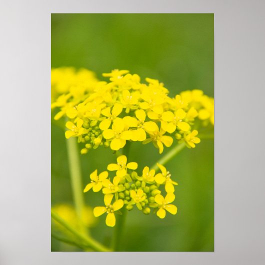 穏やかで可愛い黄色い花が春の日 ポスター (正面)