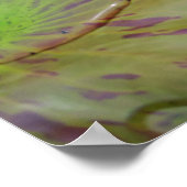 穏やかなスイレン ポスター (角)