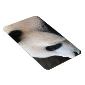 穏やかなパンダ マグネット (右側)