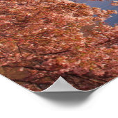 穏やかなピンクのさくらんぼがDCで咲く ポスター (角)