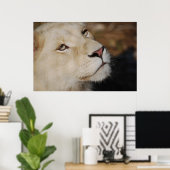 穏やかなライオンの顔南アフリカ ポスター (ホームオフィス)